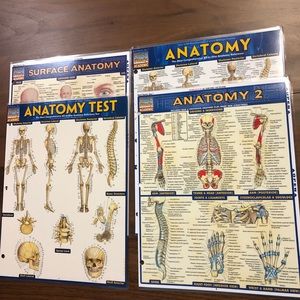 Anatomy study sheets
